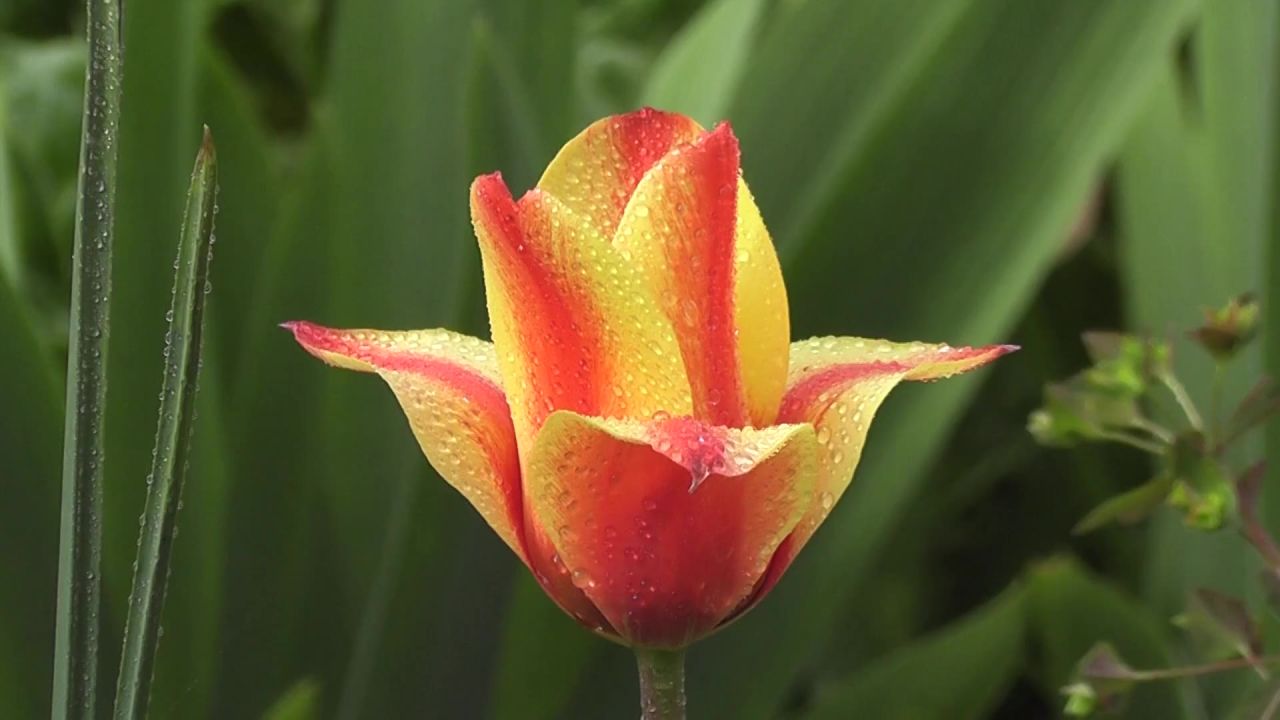 自然宁静禅宗花