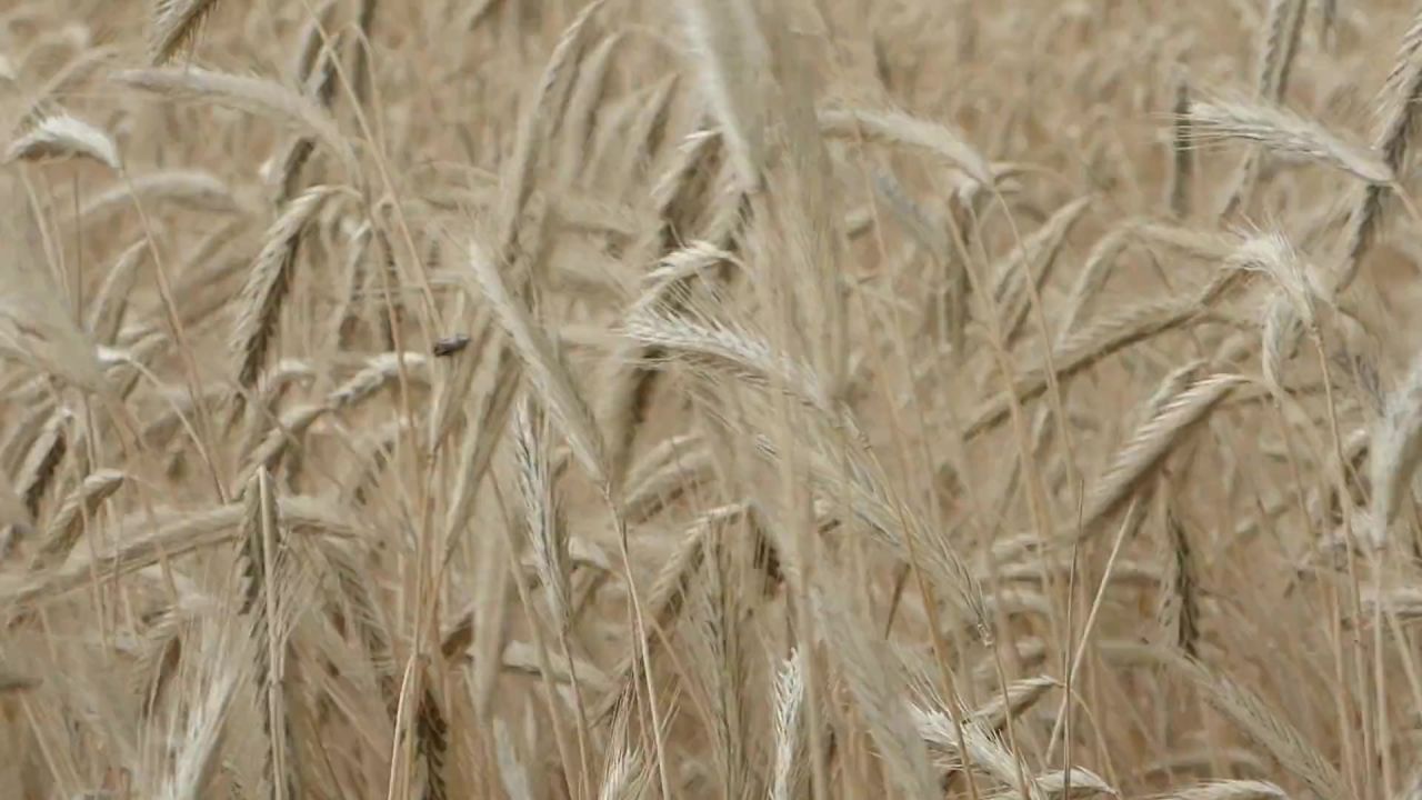 字段玉米小麦村