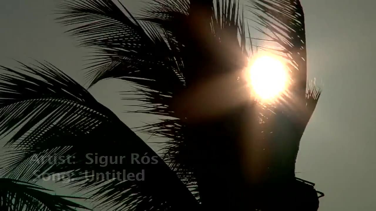 棕榈树风微风呼吸