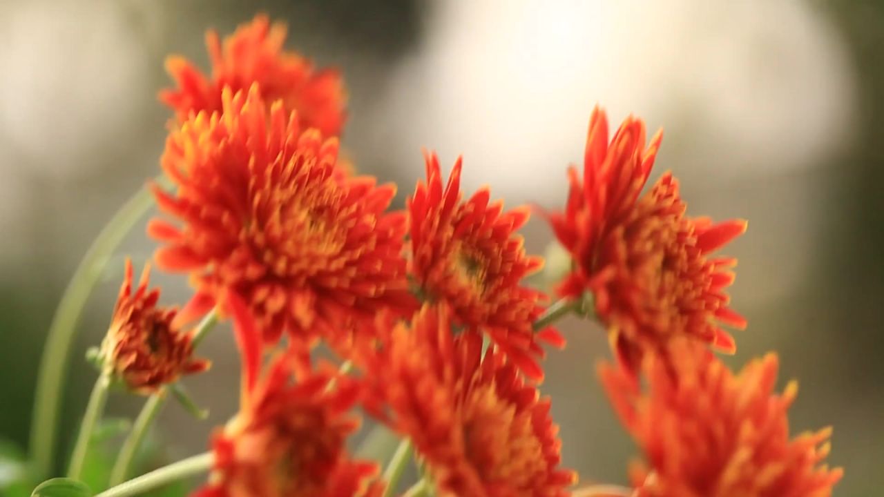 花除虫菊特写花园