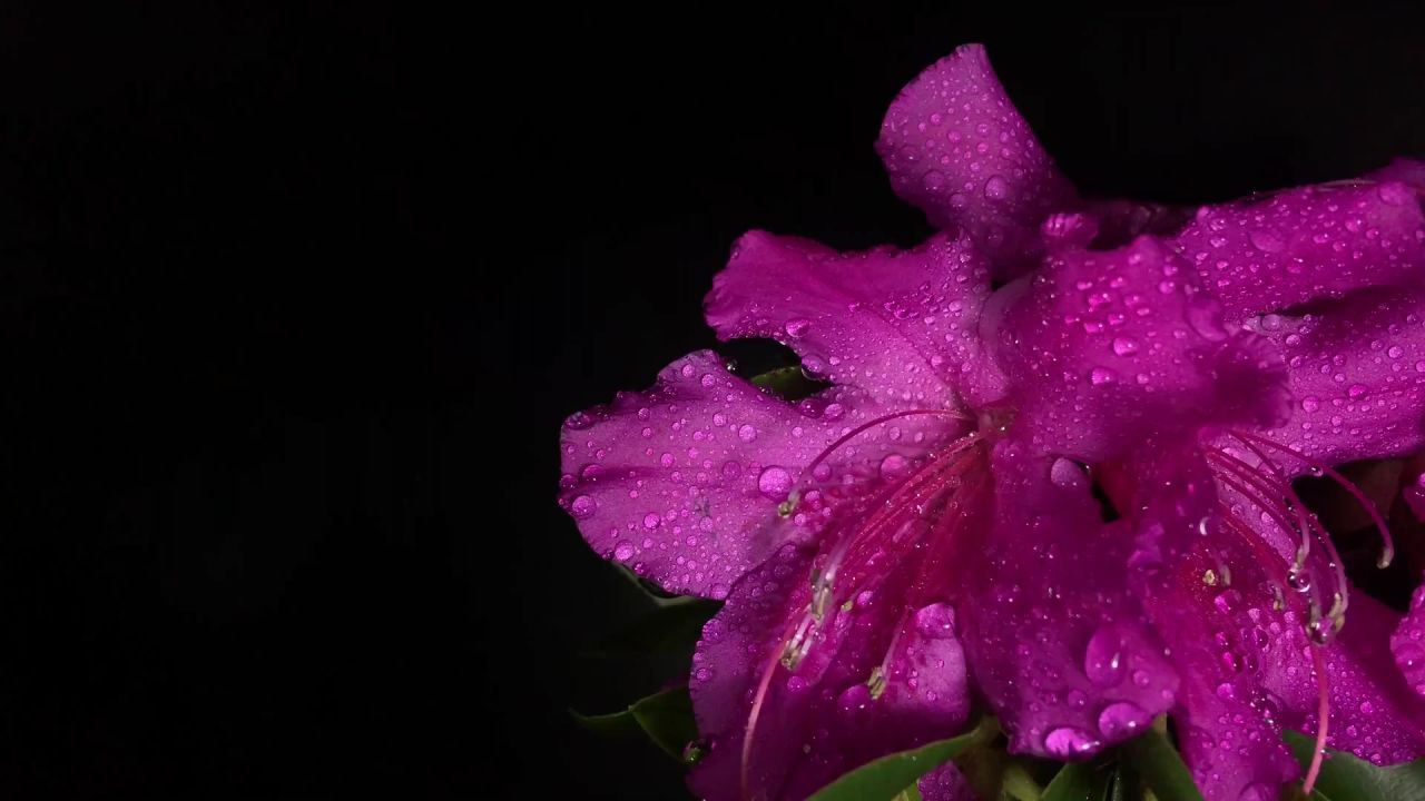 花粉红色的花瓣