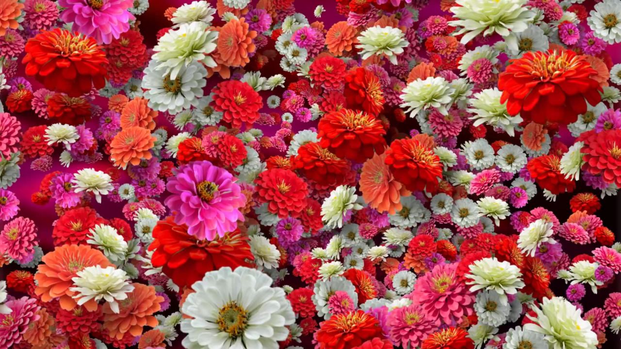 花花的花瓣