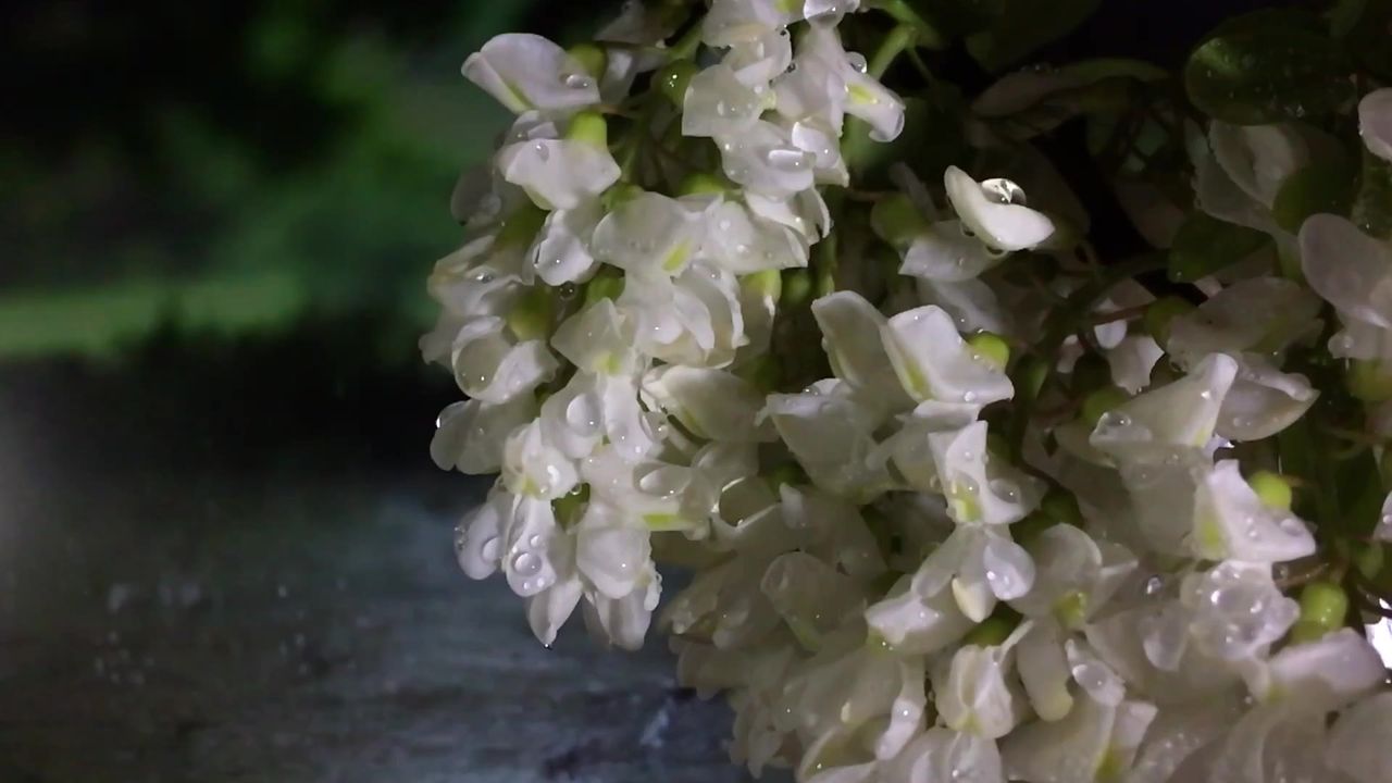 花的阿拉伯胶树