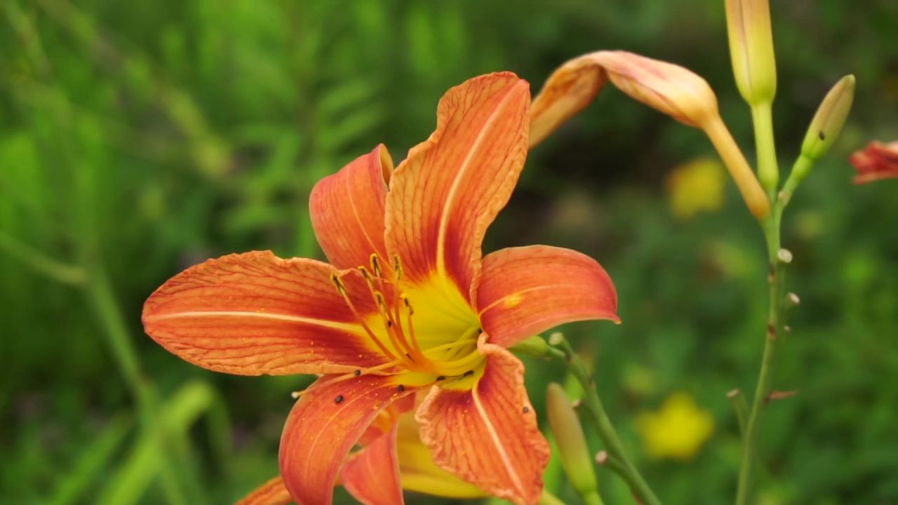 花园鲜花开花夏季