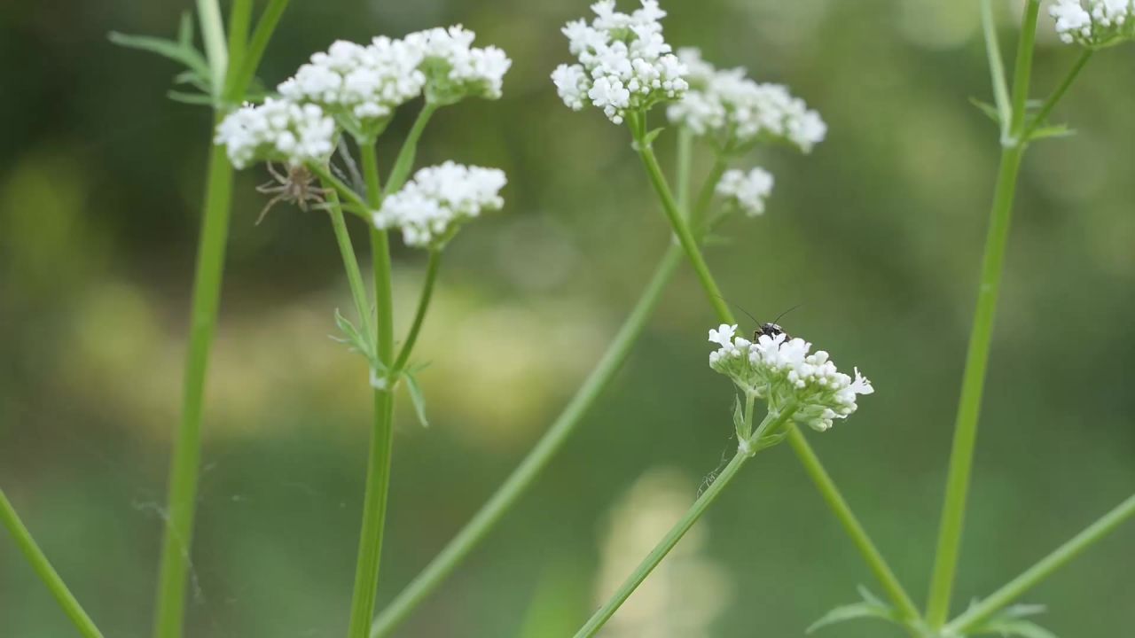 花园鲜花绿色植物序列