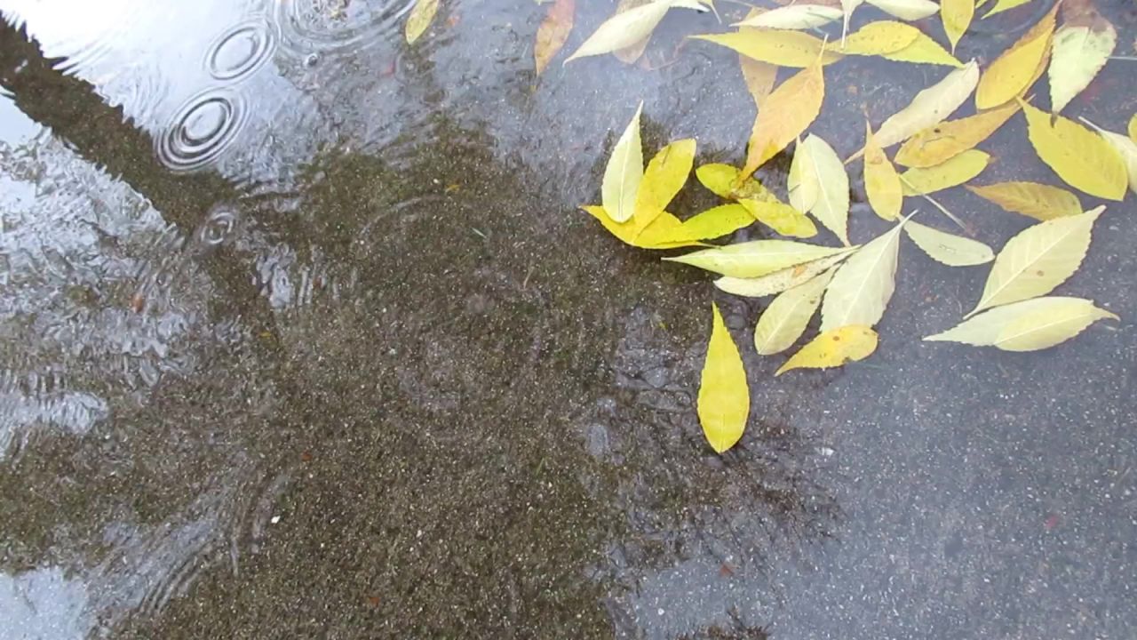 黄色叶子雨树秋