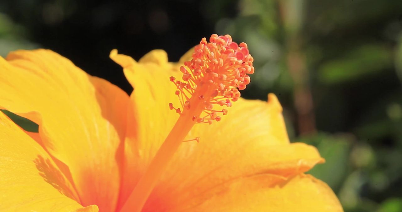 槿花特写植物学