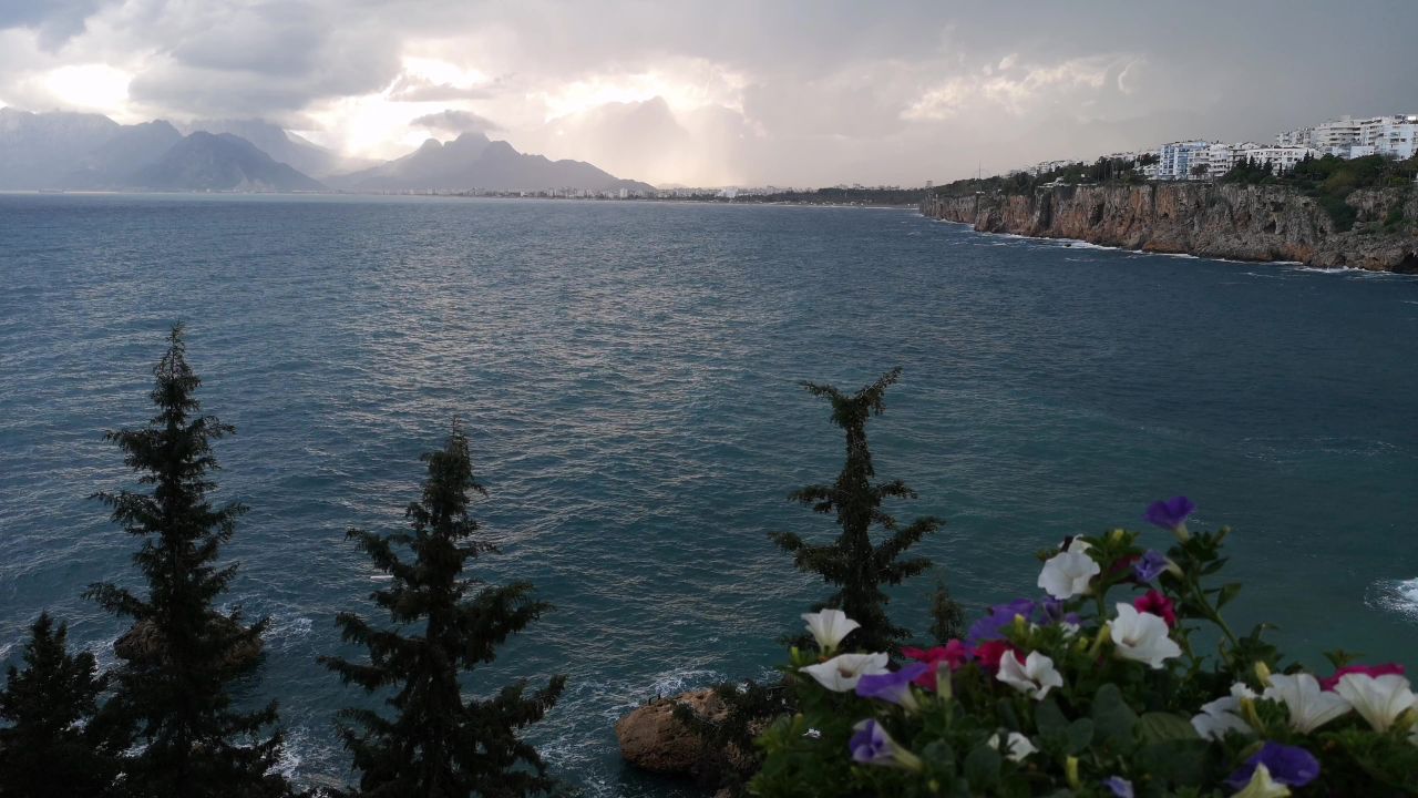 景观海洋鲜花波