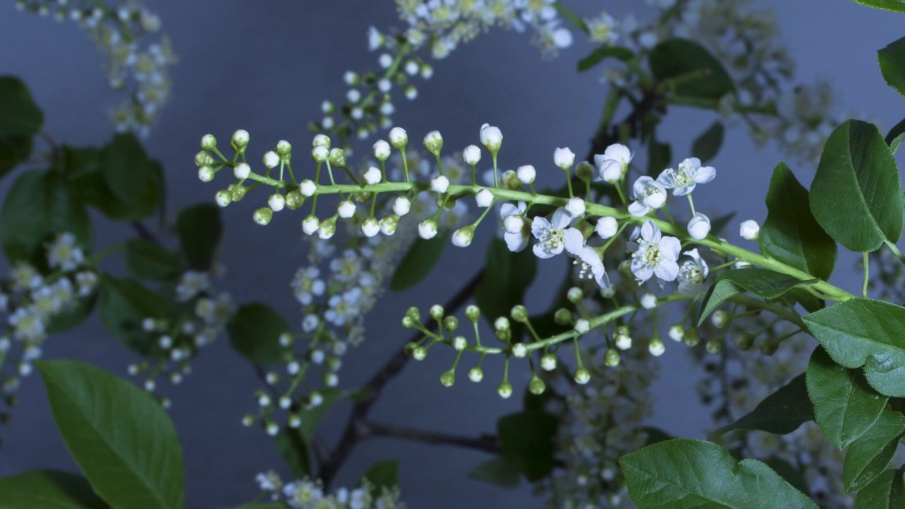 开花布什穗关闭