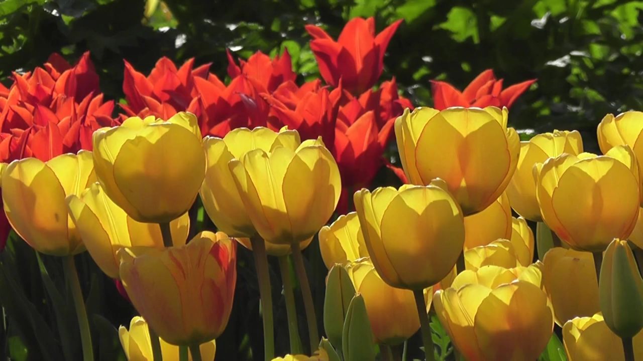 开花花园郁金香鲜花