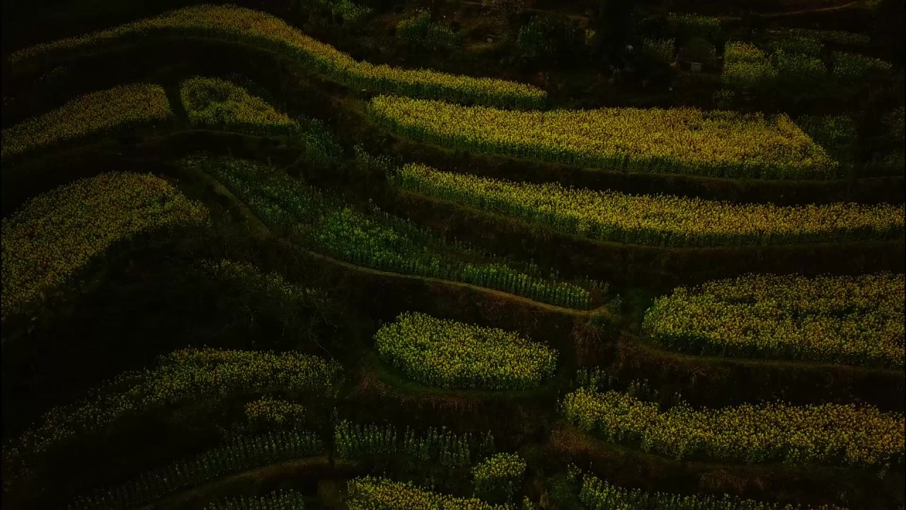 开花鲜花黄色花