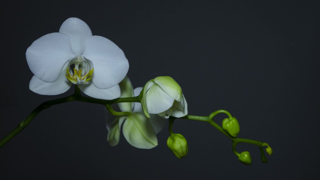 兰花开花花白花瓣