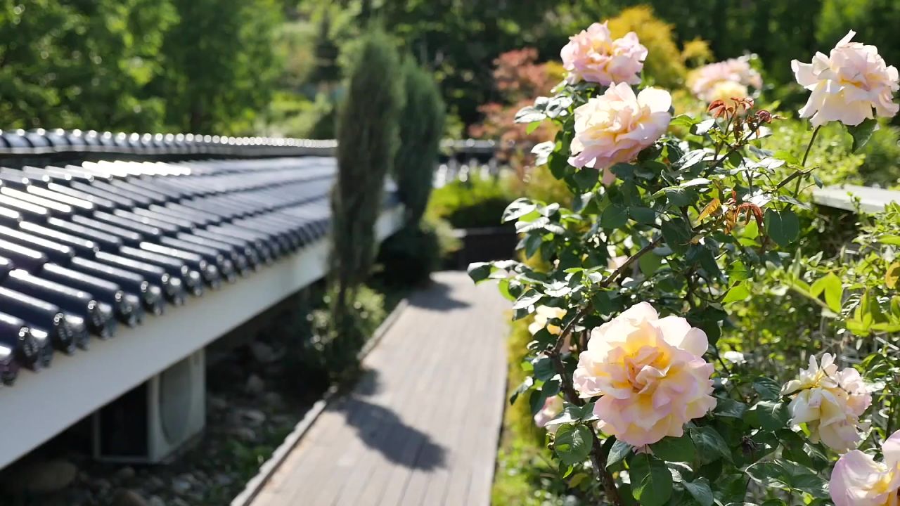 玫瑰鲜花玫瑰花夏天