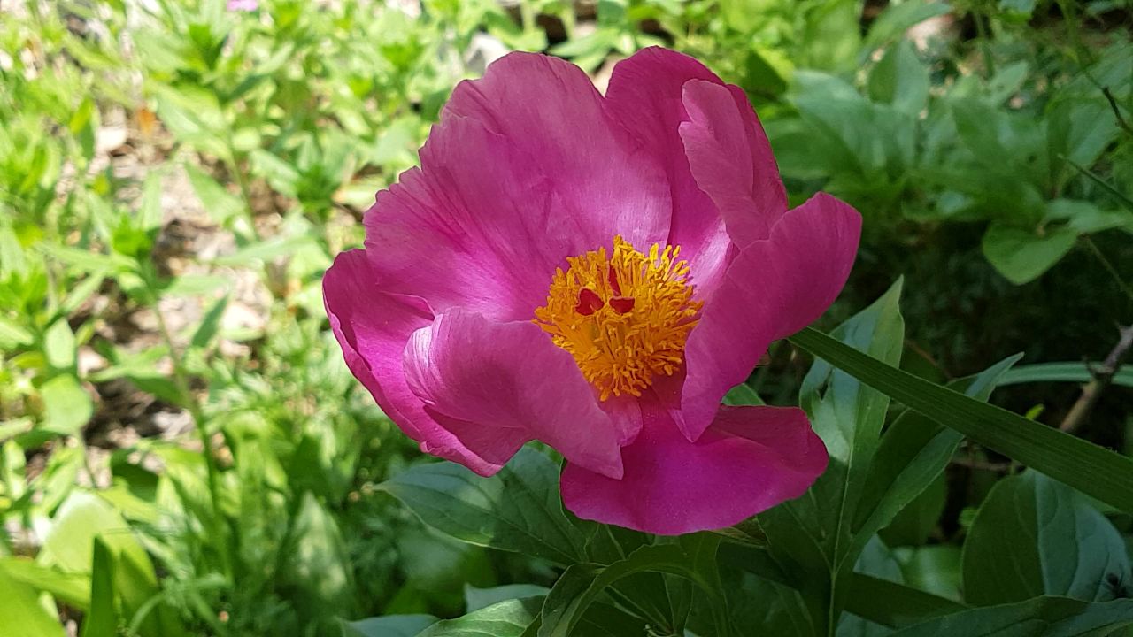 牡丹粉红色的花
