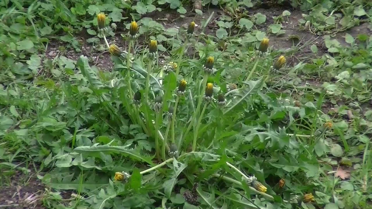 蒲公英鲜花黄色厂