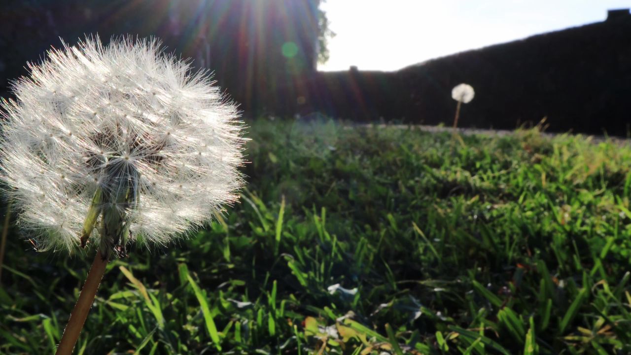 蒲公英种子花草花园