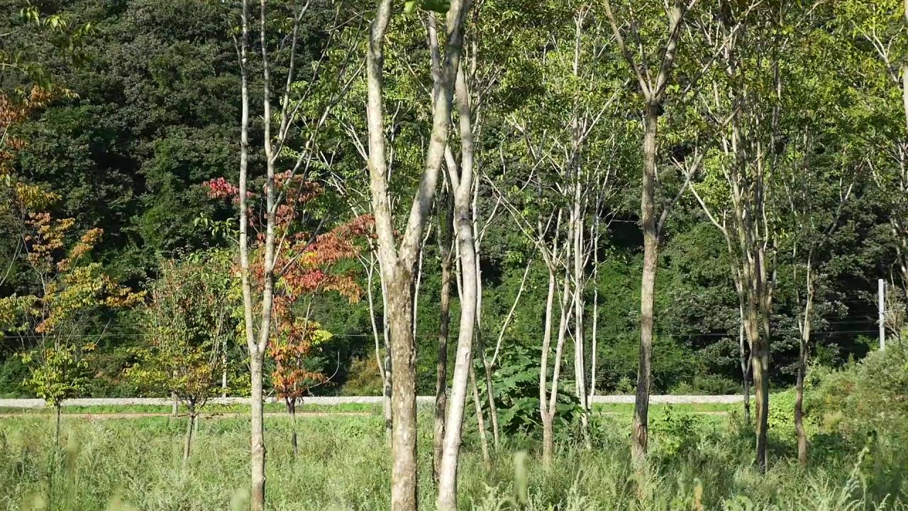 韩国铁路火车大韩民国