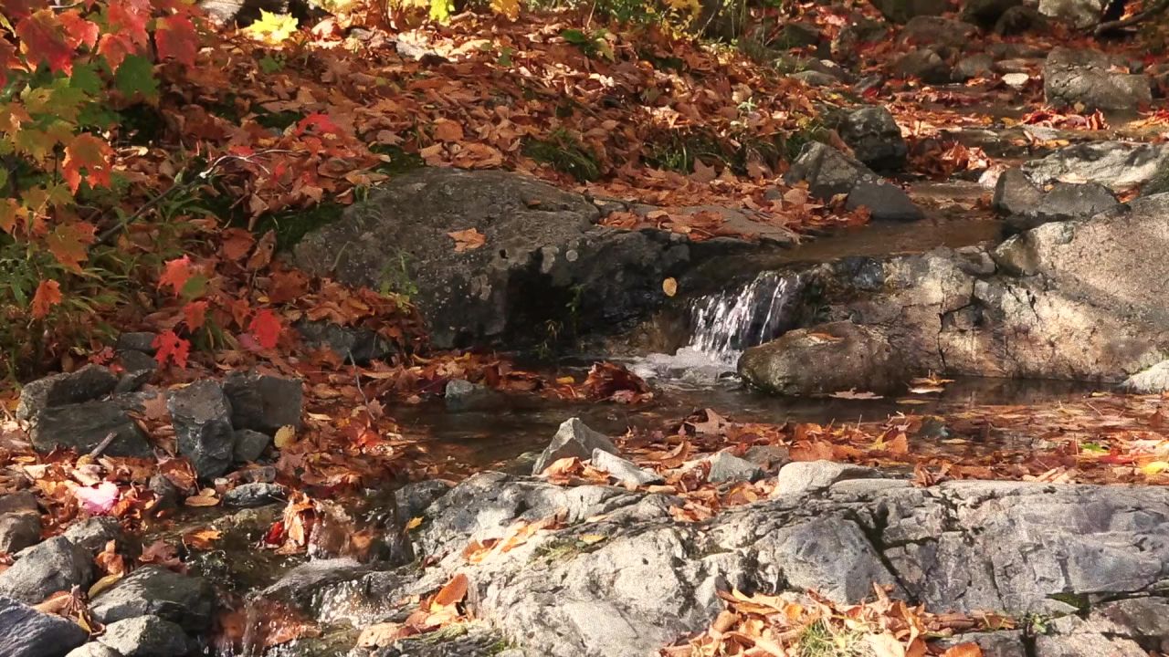 河溪秋枫叶子秋天