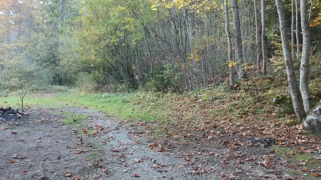秋河自然景观水森林桥