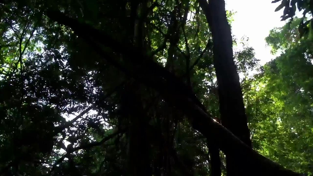 森林绿色树木景观