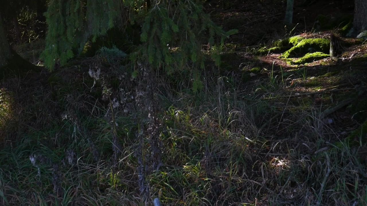 森林木林林下苔绿色