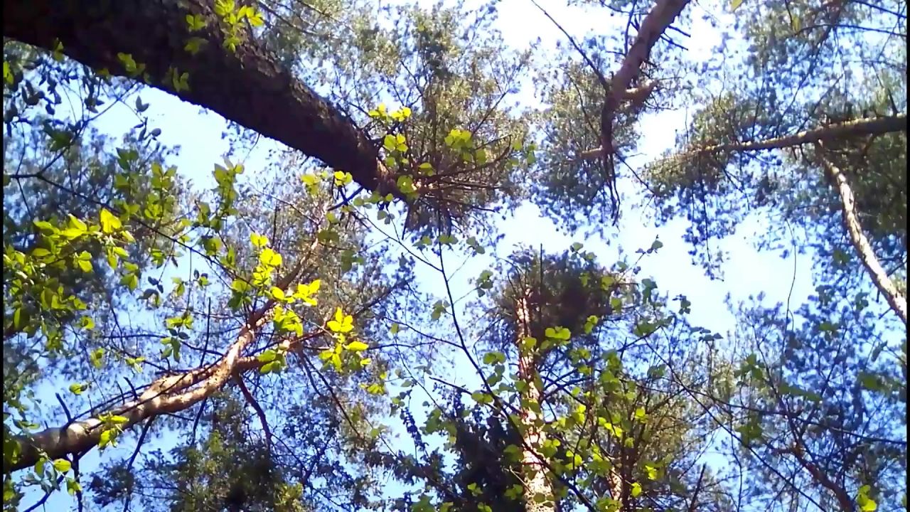 森林树木森林的