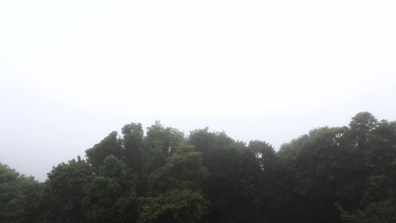 树暴风雨风有