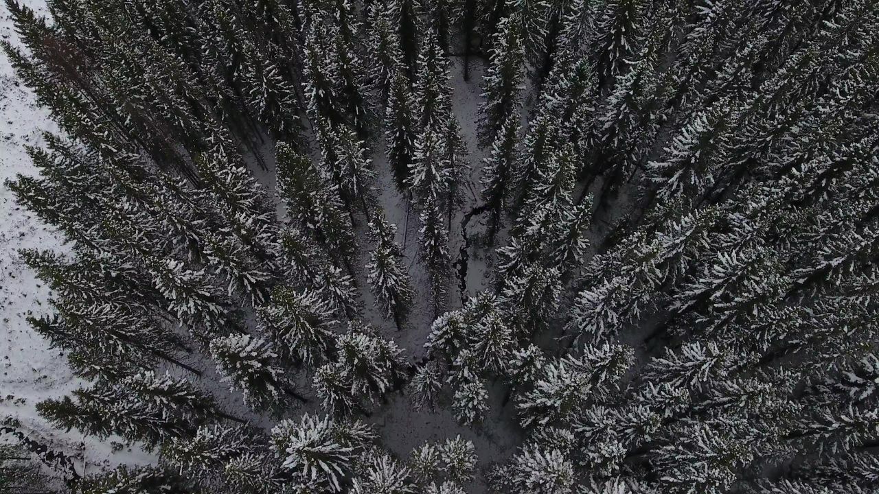 树雪霜冬天