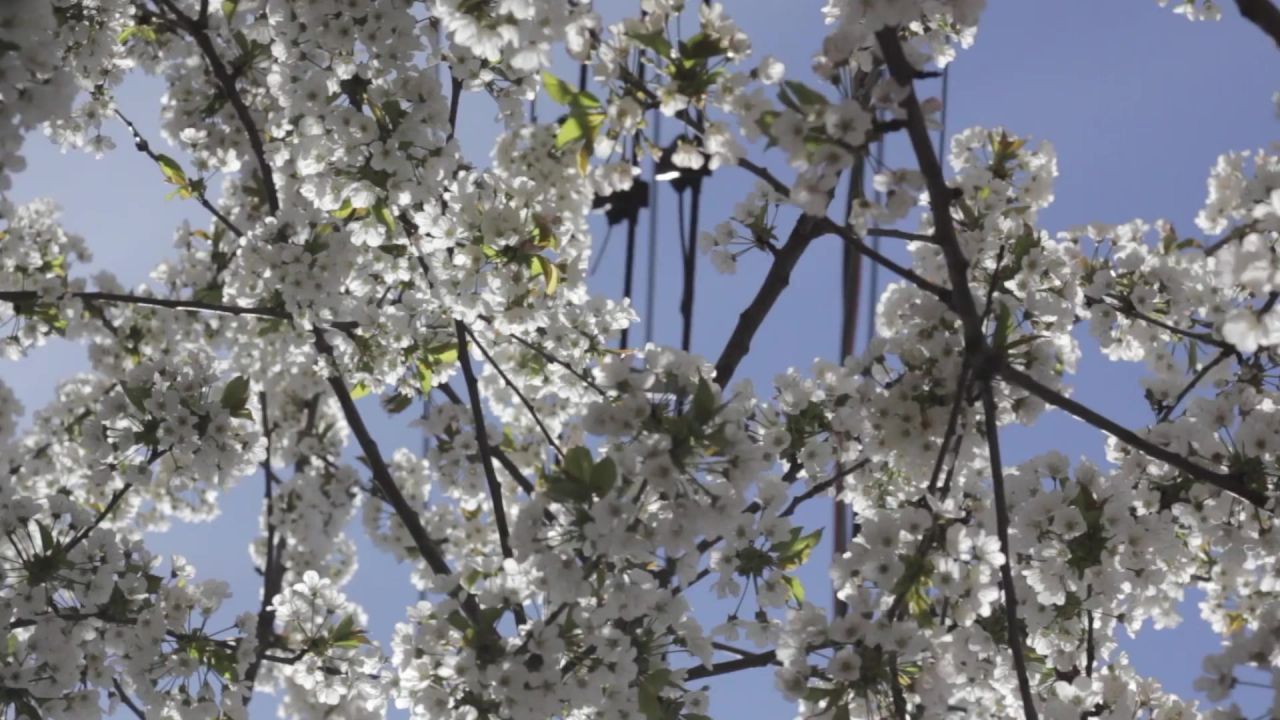 树开花棵开花