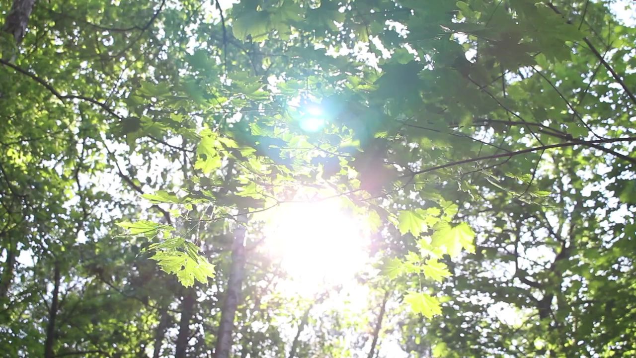 树林里森林植被
