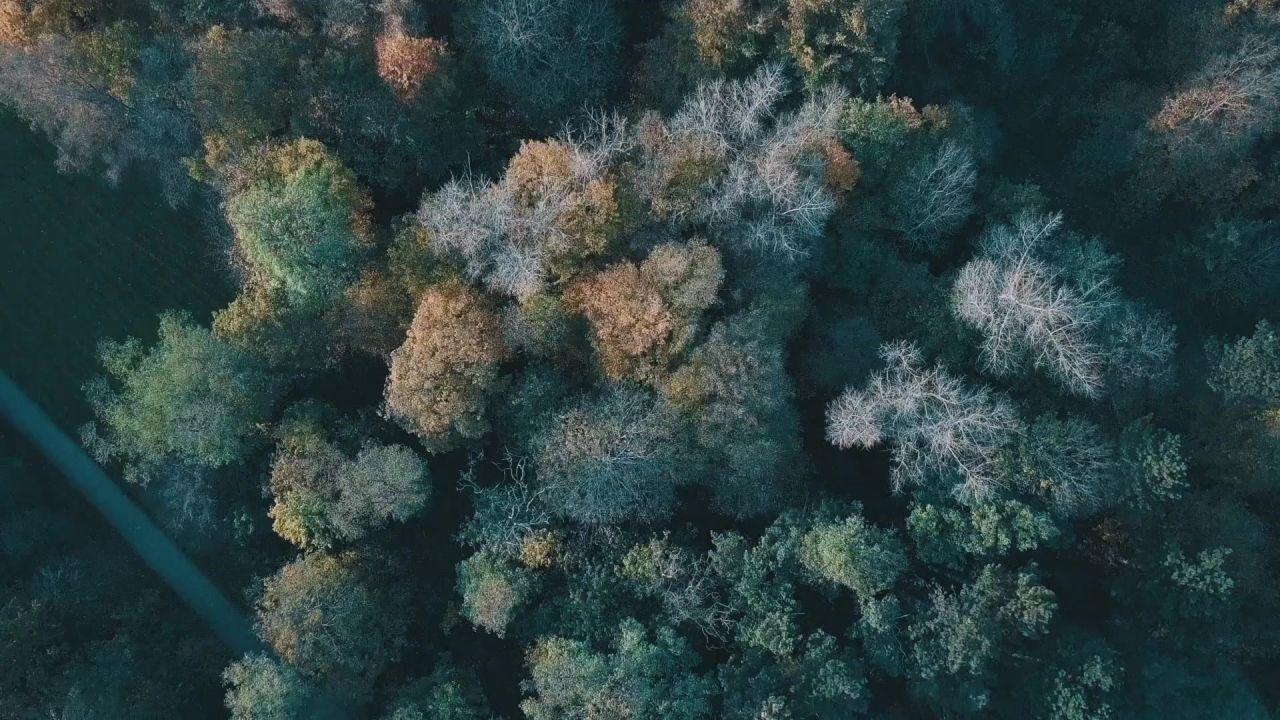 树木森林坟场科隆