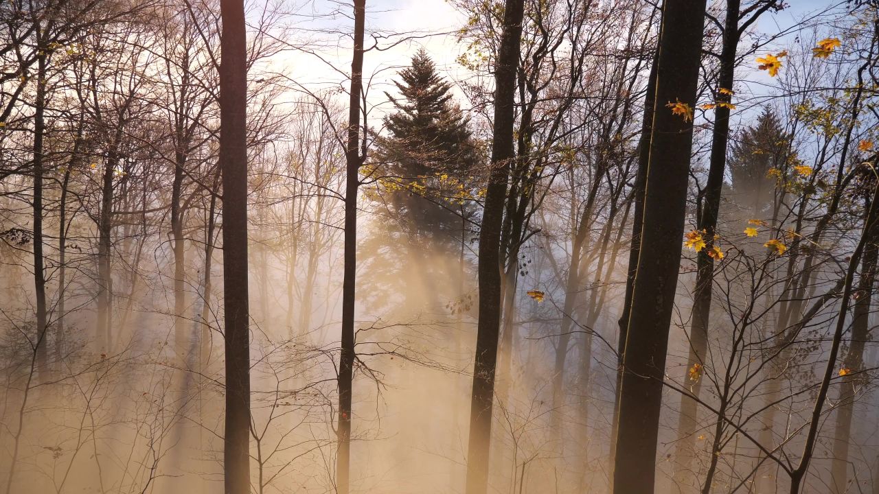 雾太阳树木森林