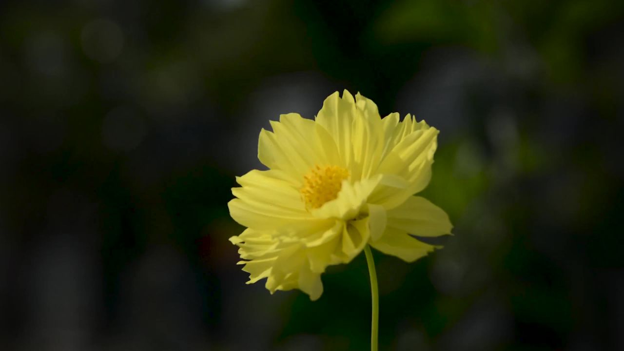 鲜花黄色夏天黄色