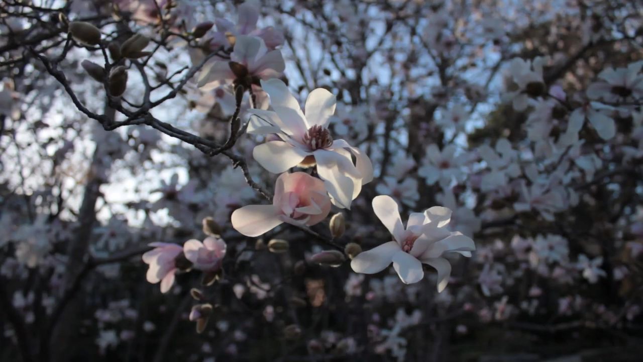 鲜花绿色和平花园果园