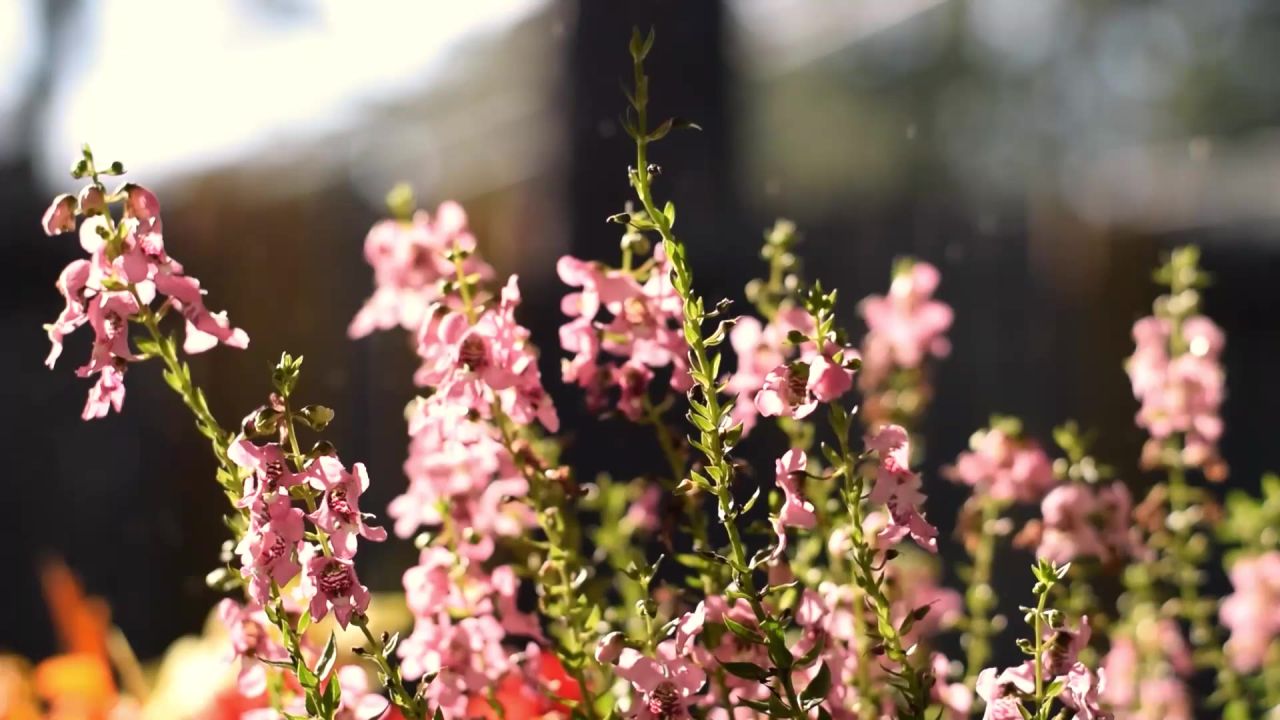鲜花慢议案紫色