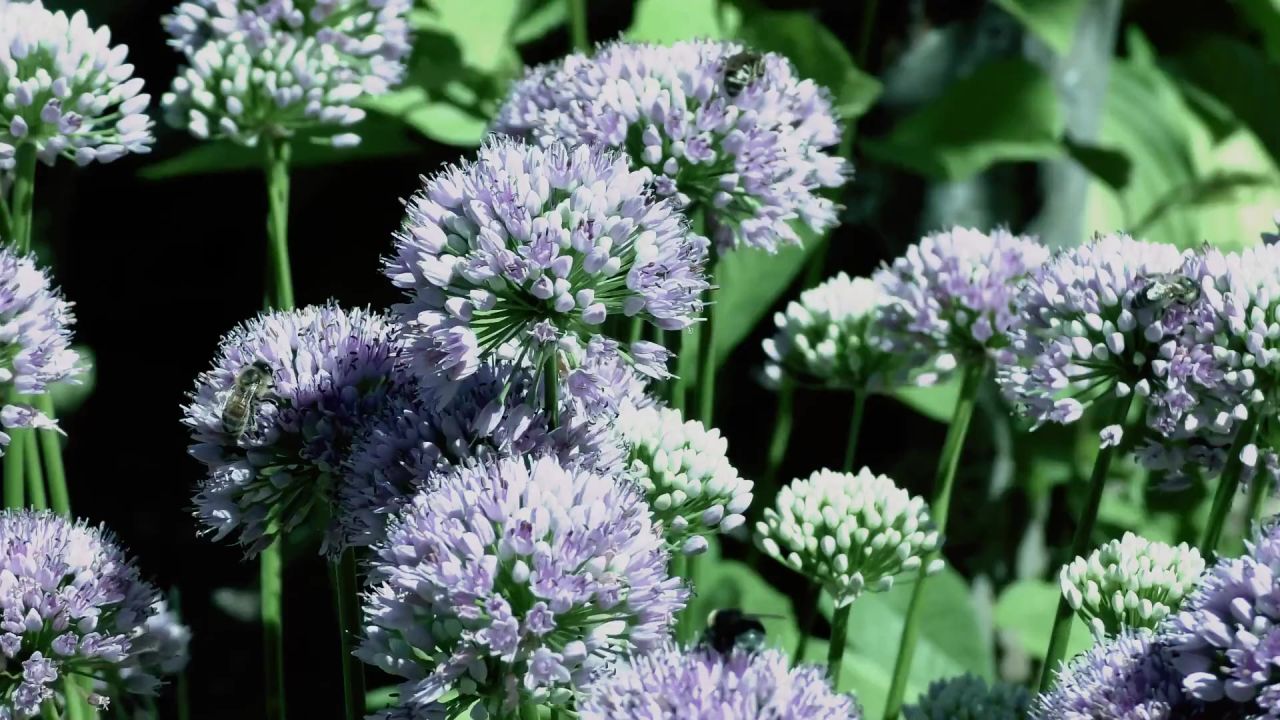 鲜花蜜蜂孚日蒙斯特