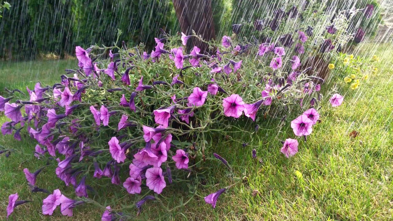 鲜花雨夏天湿