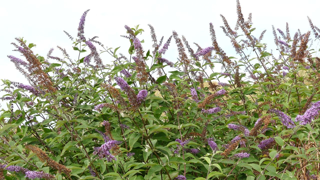 鲜花植物吹摇曳