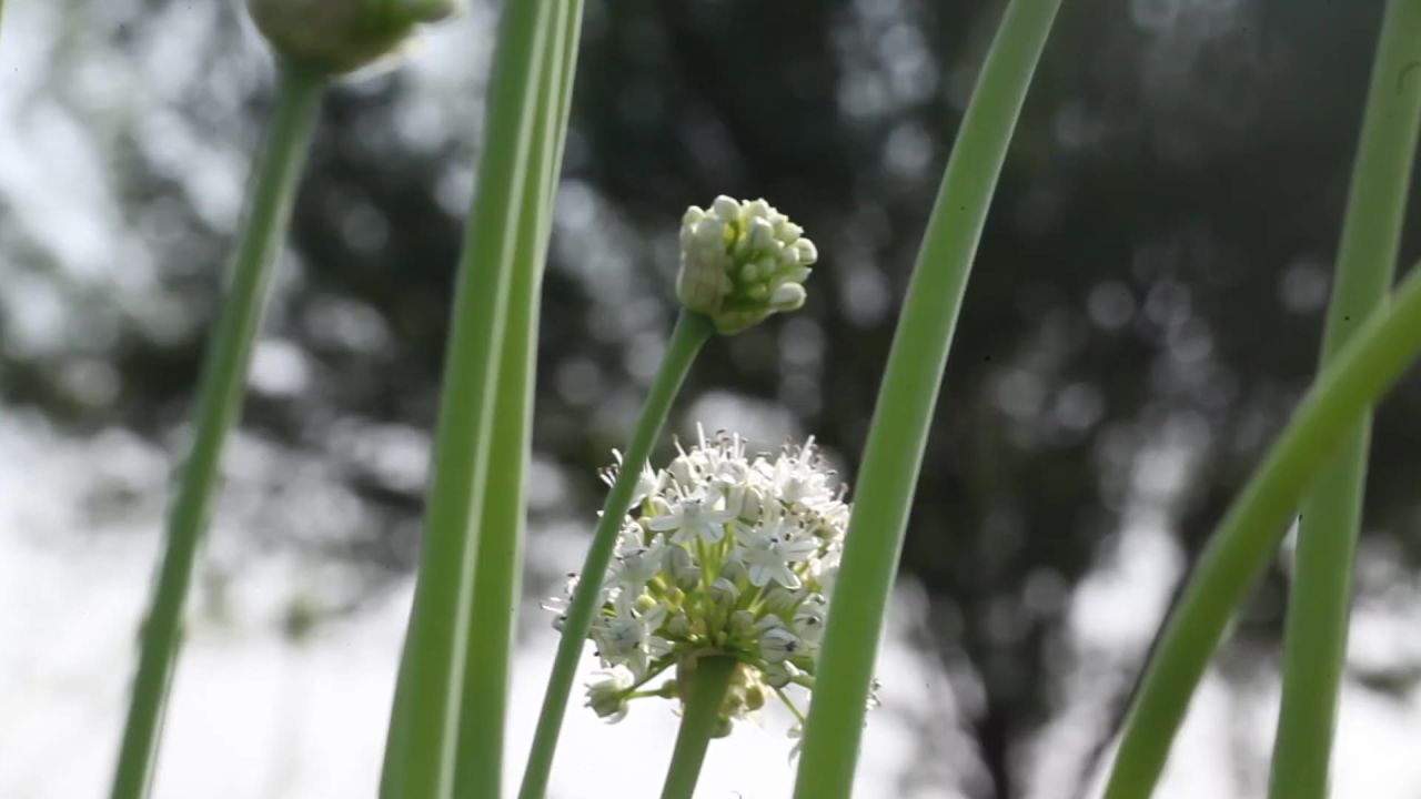 鲜花植物学花序头