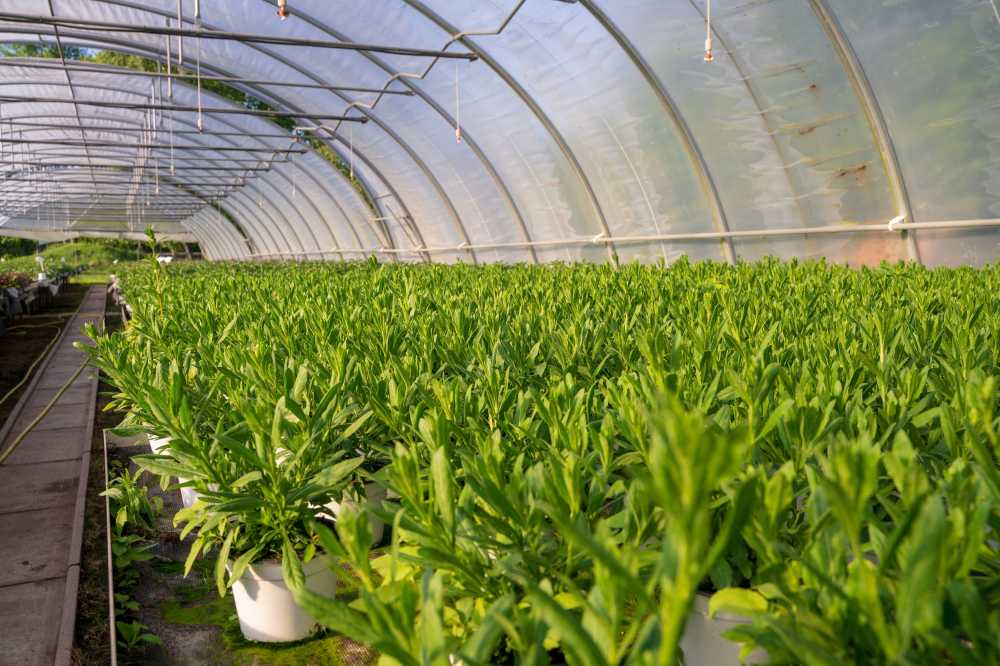 苗圃温室植物农业