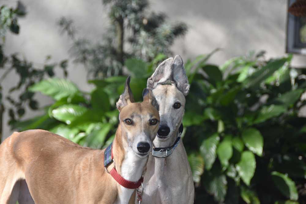 猎犬视线的猎犬