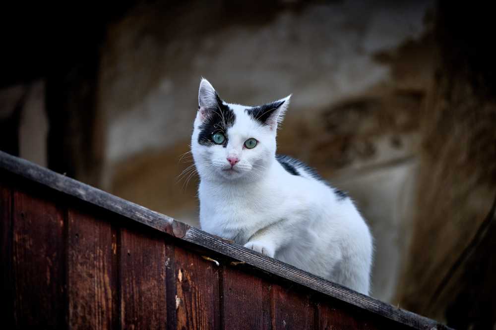 猫国内的猫