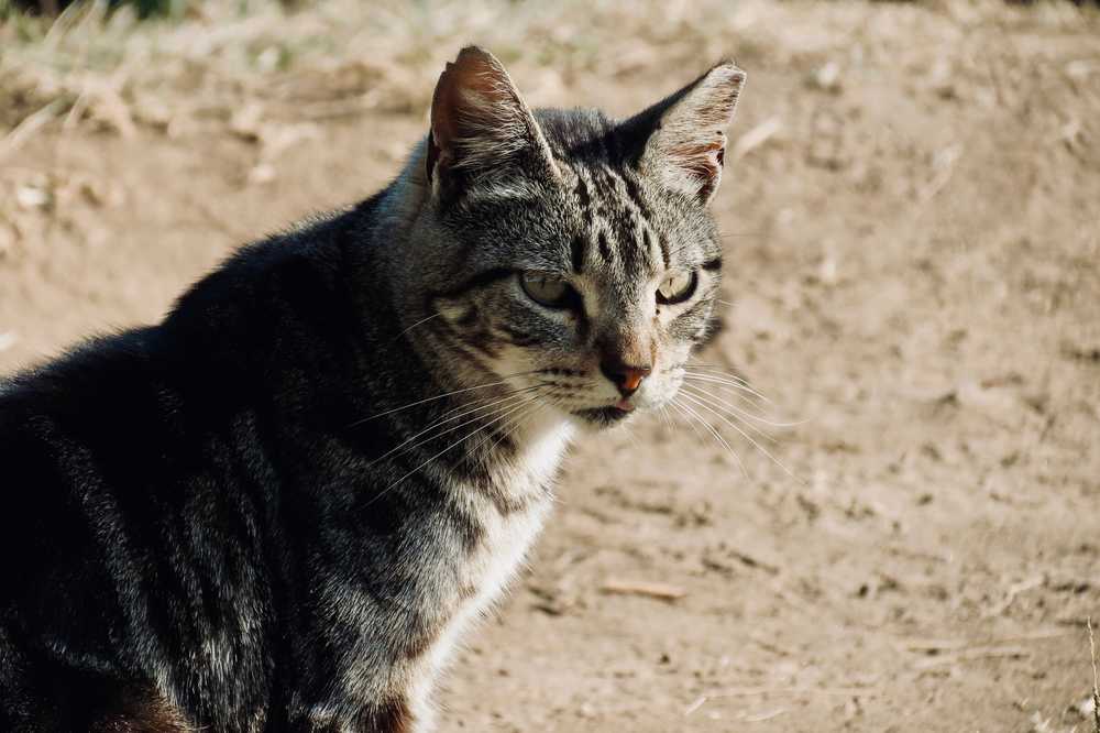 猫看看猫科动物