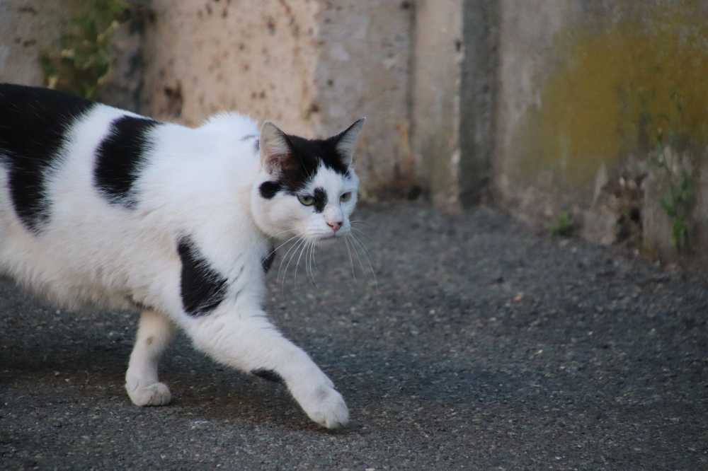 猫猫科动物哺乳动物