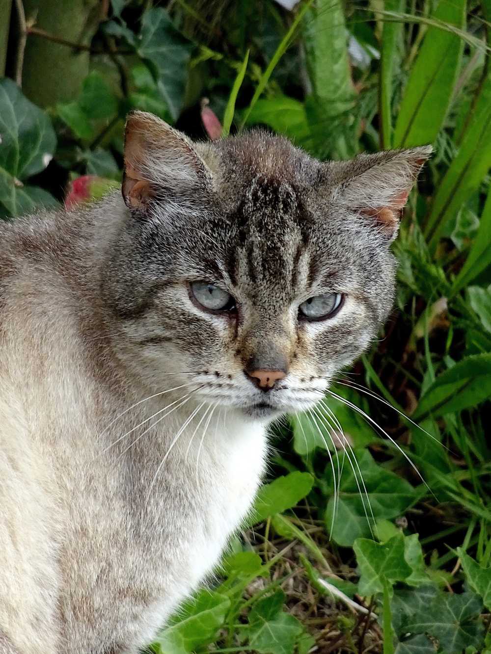 猫猫科动物肖像