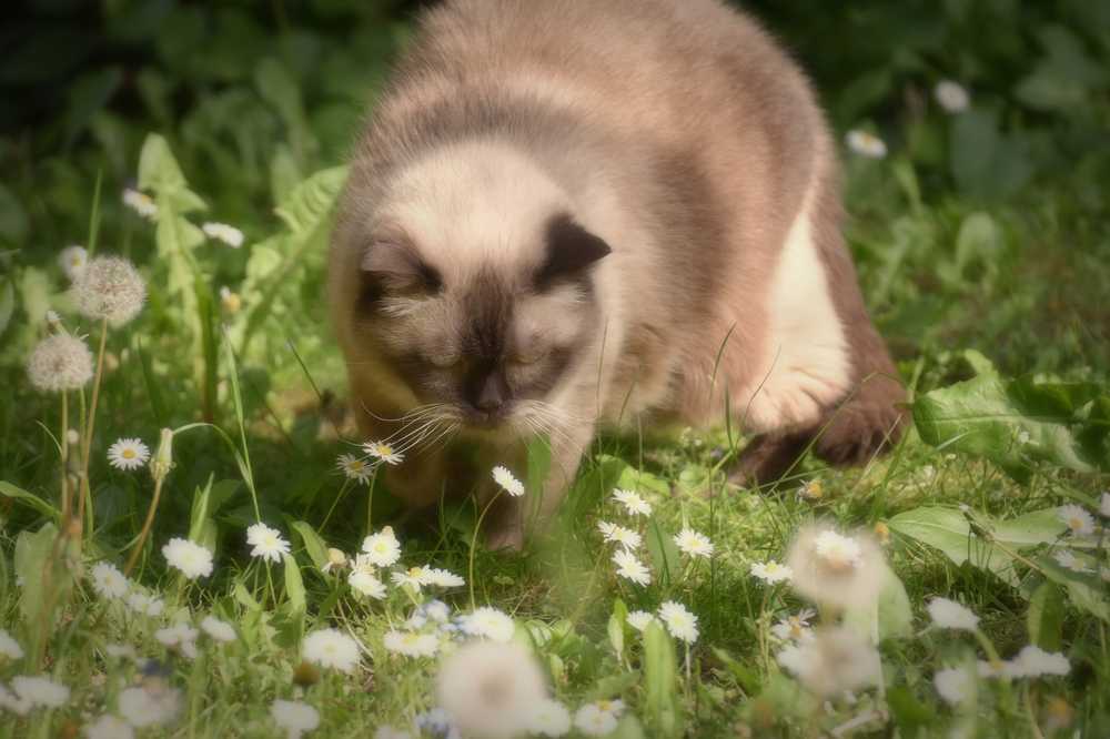 猫英国短毛猫国内的