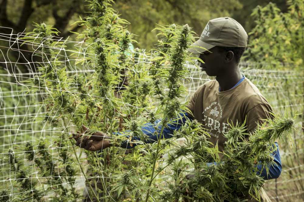 大麻超级石油大麻
