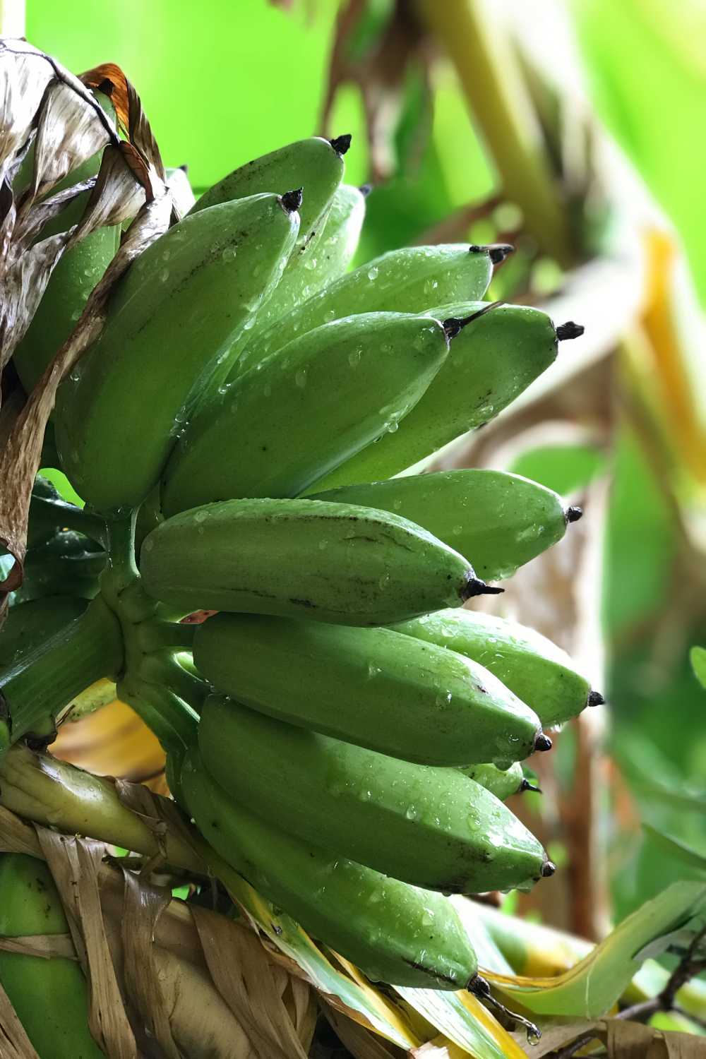 香蕉水果健康新鲜