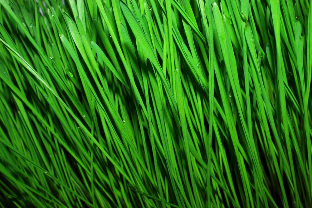 小麦麦蔬菜食品