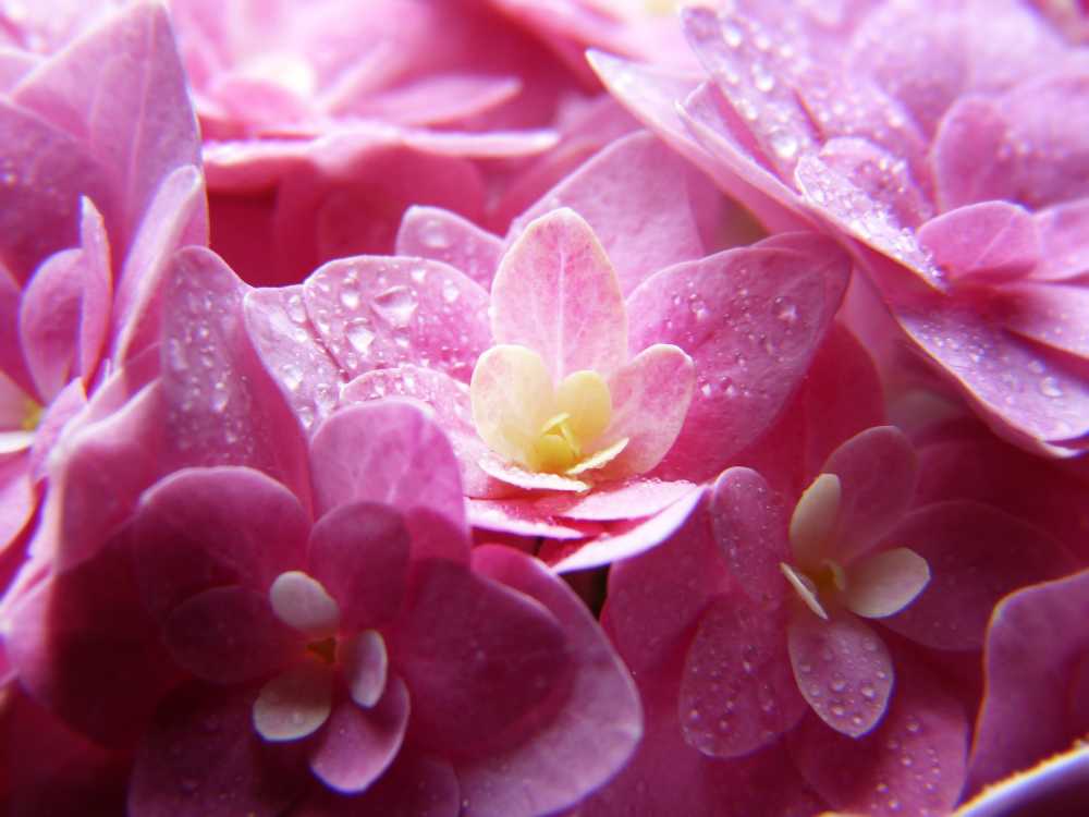 八仙花粉红色开花关闭